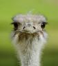 Kees_Foede