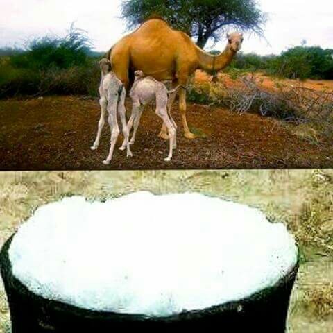 Ahmed abdi